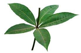 Kampanilya - plant_690d49feb4c1d1.33961403