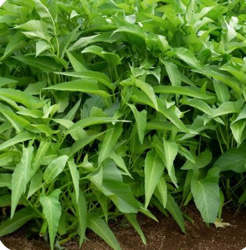 Kangkong - plant_690d4d186b8c49.47332978