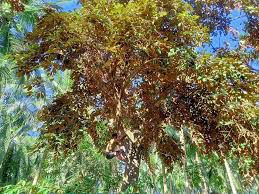 star apple - plant_690d5282baa5e2.75139942