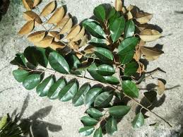 star apple - plant_690d52a3af2db5.00939095