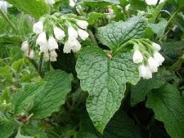 Komprey - plant_690d55c24c1880.11145143