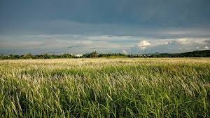 Kugon - plant_690d56fca33c45.78360956