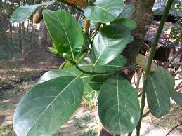 Langka - plant_690d5bba41d788.51460508