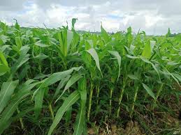 Mais - plant_690d5dce99a350.74430005