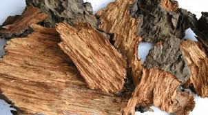 Mangga - plant_690d62101fbed1.50801980