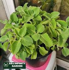 Oregano - plant_690d688891bce6.27882113