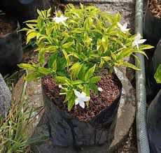 Pandakaki-puti - plant_690d6925d31584.26447377