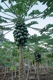 Papaya - plant_690d6ba79f4998.23081580