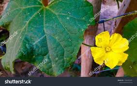 Patola - plant_690d6dd01ba749.29682218