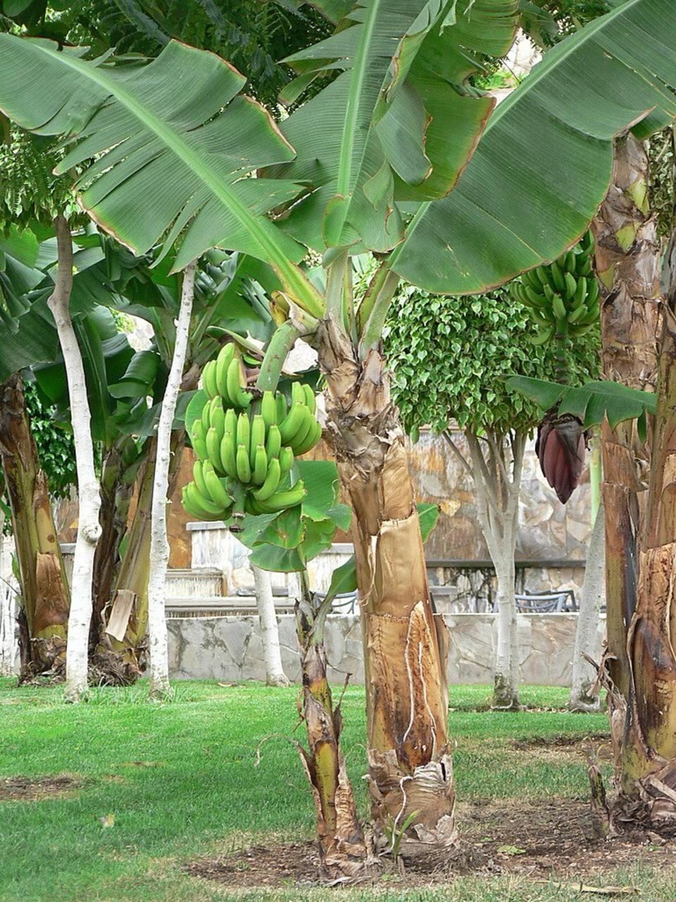 Saging - plant_690d727dade7a4.52181122