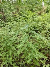 Sampa-sampalukan - plant_690dbd6c898a85.29523891