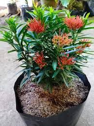 Santan - plant_690dbe3d259b00.13801511