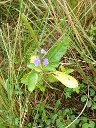 Sentimento - plant_690dc0d46de9a1.50658051