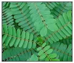 Palutchina - plant_691649f3b6b994.20228634