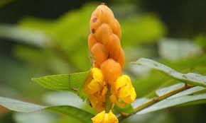 Palutchina - plant_69164a151bf3e9.46310152