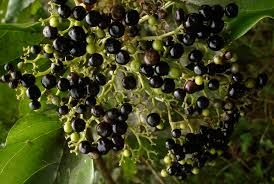 Argaw - plant_6916aa5e8f4e14.15620080