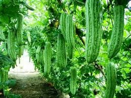 Margoso - plant_6916e675c034a1.80578667