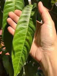 Anonas - plant_6916e6daaf5931.74794463