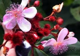 Atsuete - plant_6916e7ef397548.09430854