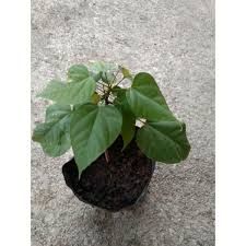 Atsuete - plant_6916e80ed372d3.29511311