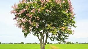 Banaba - plant_6916ec14e5c200.03256465