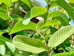 Bayabas - plant_6916eeb51fe5f0.16862997