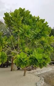 Bitoon - plant_6916efef1ab762.23062447