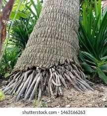 Niyog - plant_6916f0e0c3d4d7.57432026