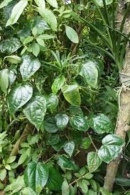 Buyo - plant_6916f20b0633e7.84921063