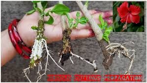 Gumamela - plant_69170fb54f4e36.32414721