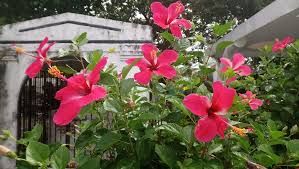 Gumamela - plant_69170fc8bbee32.87493553