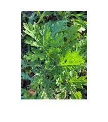 Herba Santa Maria - plant_691712b303d0b2.10180267