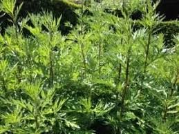 Herba Santa Maria - plant_691712c2d3faf6.27907666