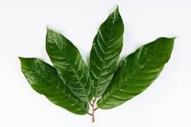 Kakaw - plant_6917142d725be2.64989863