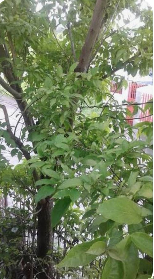 Anonang - plant_6919be6acee7f7.86906253