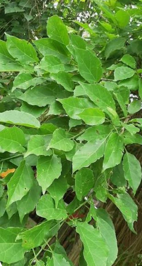 Anonang - plant_6919be76dbf035.00108076