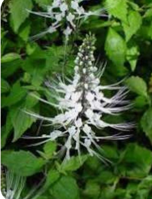 Balbas pusa - plant_6919c92790f466.64892927