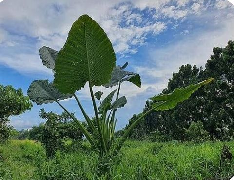 Badiang - plant_6919cb266a0583.13361370