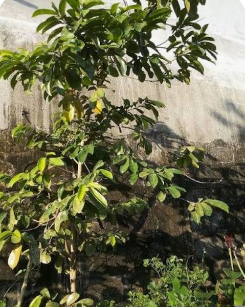 Chiko - plant_6919ce282ff155.92404953