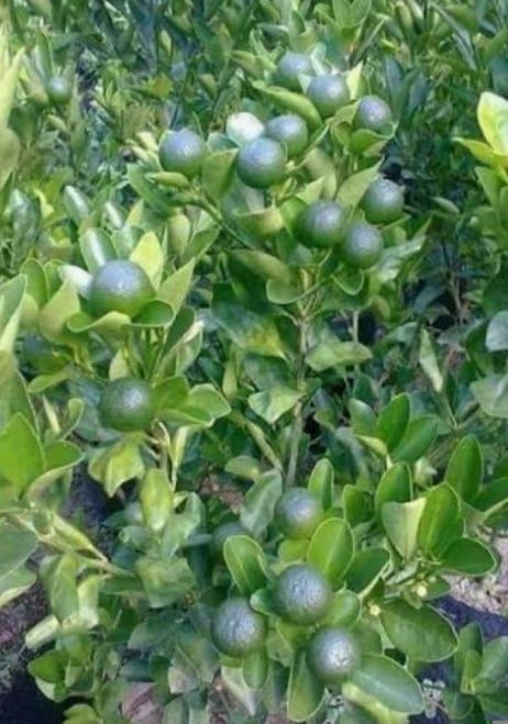 Kalamansi - plant_691a44cd32ec47.36233531