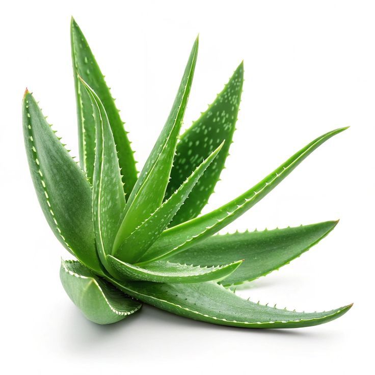 Aloe vera