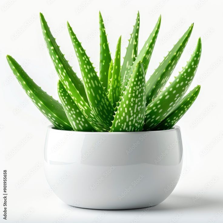 Aloe vera - plant_691c3f53435f98.92089007
