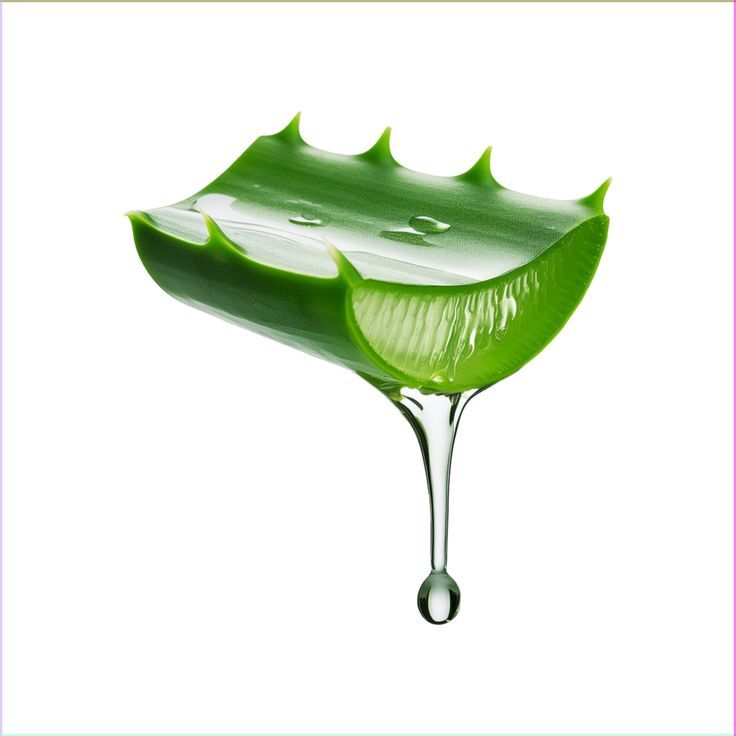 Aloe vera - plant_691c3fbfa89752.23120156