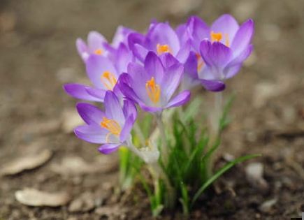 Sibuyas-Sibuyas - plant_6921ad40e74c39.80424765